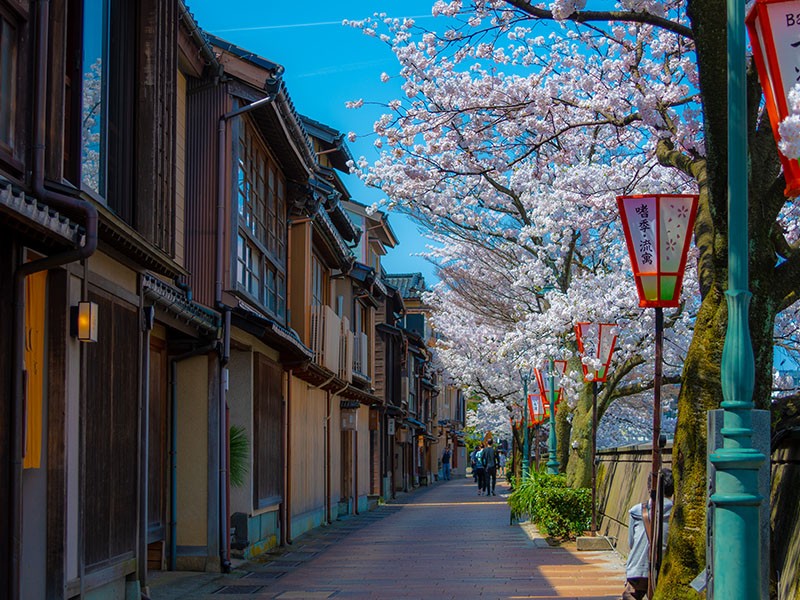 【１０：２０】情緒溢れる「主計町茶屋街」の街並みと満開の桜