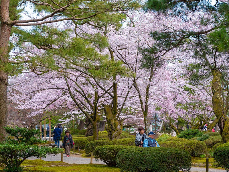 【１３：１０】石川県の人気No.1のお花見スポット「兼六園」